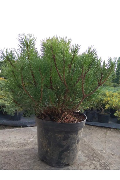 Сосна гірська Пуміліо - 5л/вис.25-30см/Ø25-35см